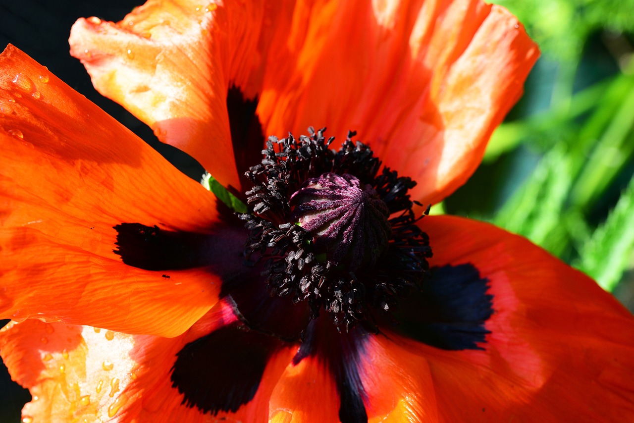 Rytietiška Aguona, Raudona, Raudona, Papaver Orientale, Aguona, Gėlė, Daugiametis, Iš Arti, Makro, Išsamiai