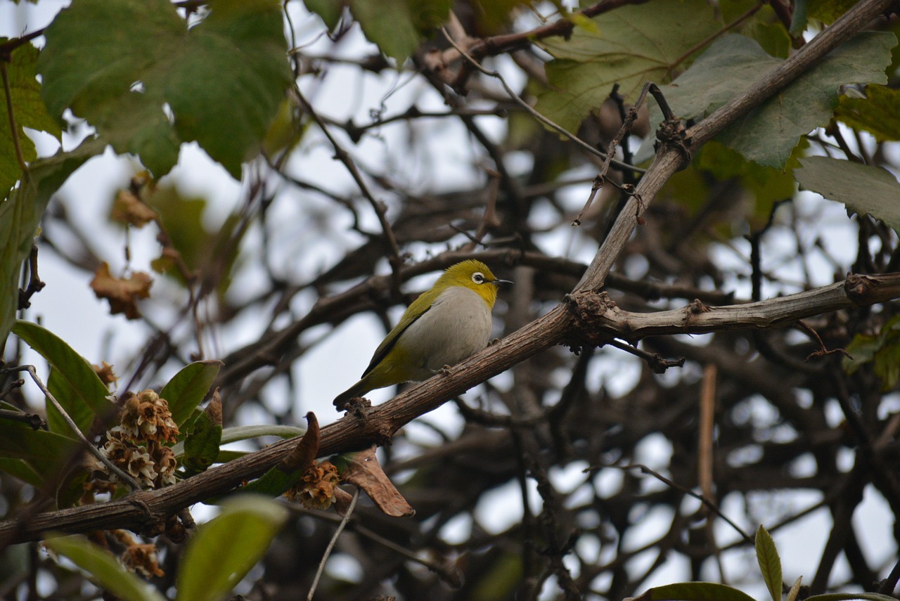 Silvereye, Balta Akis, Vaško Akis, Paukštis, Gamta, Laukinė Gamta, Rytietiškas, Zosterops Lateralis, Nemokamos Nuotraukos,  Nemokama Licenzija