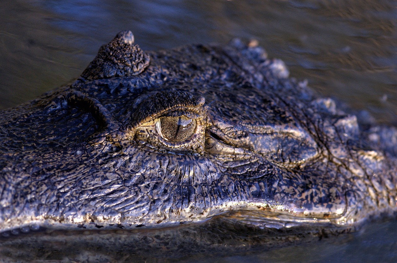 Orinoko Krokodilas, Akis, Ropliai, Venezuela, Krokodilas, Llanos, Pelkės, Gyvūnas, Nemokamos Nuotraukos,  Nemokama Licenzija