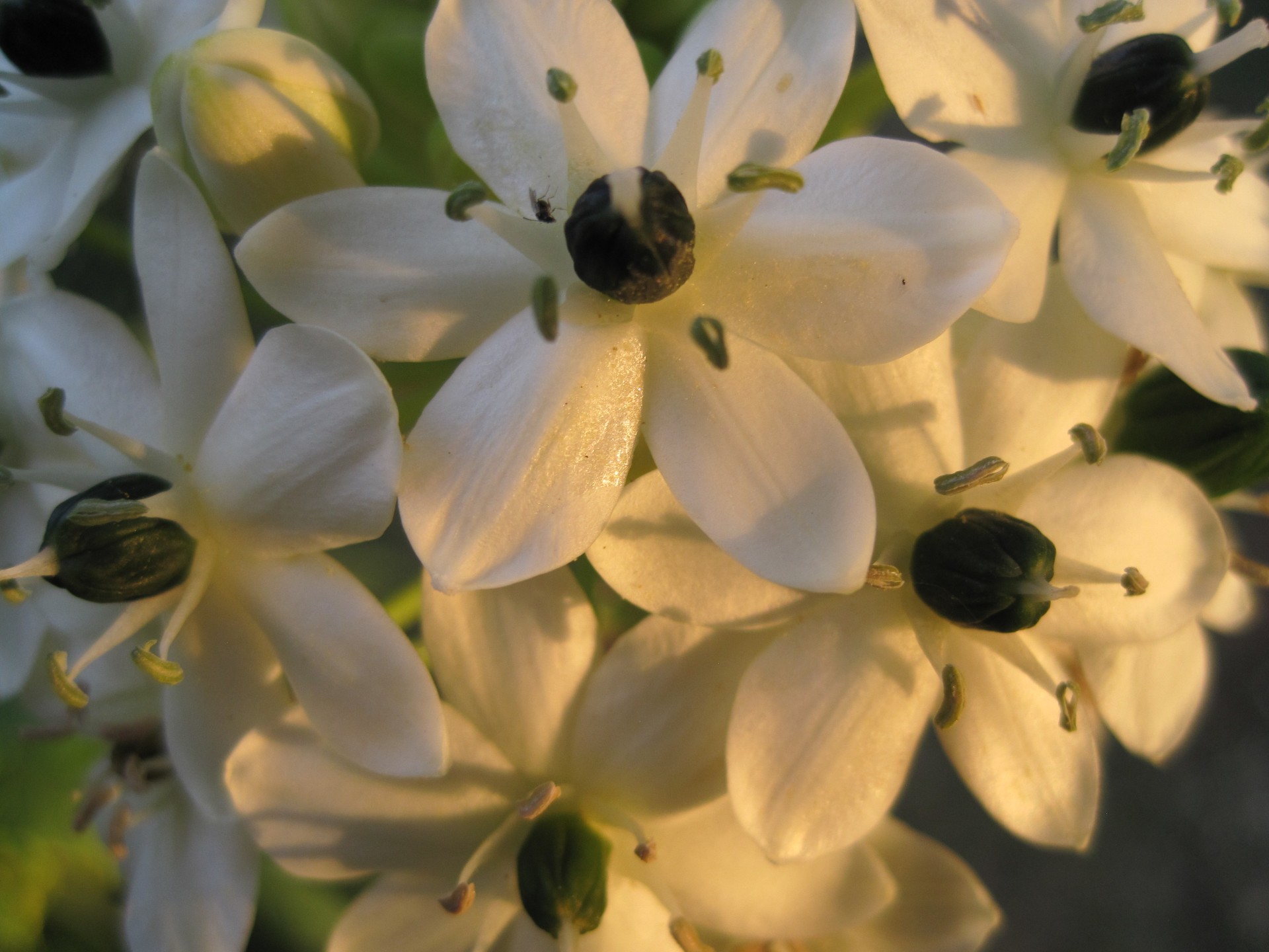 Gėlė,  Balta,  Centras,  Juoda,  Mažas,  Orinthogalum & Nbsp,  Aribicum,  Orinthogalum Aribicum Gėlė, Nemokamos Nuotraukos,  Nemokama Licenzija