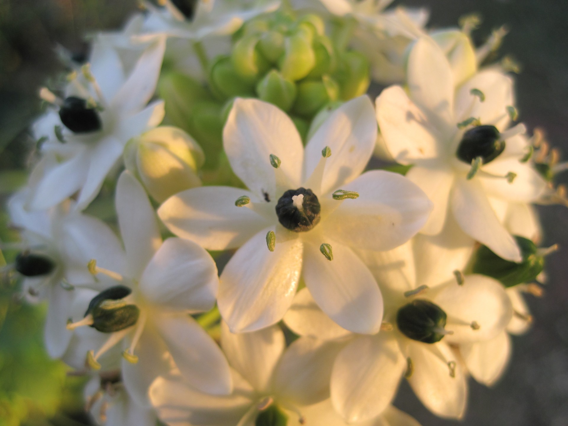 Gėlės,  Balta,  Mažas,  Skanėsto,  Saulės Šviesa,  Orinthogalum Aribicum Saulės Spindulių, Nemokamos Nuotraukos,  Nemokama Licenzija