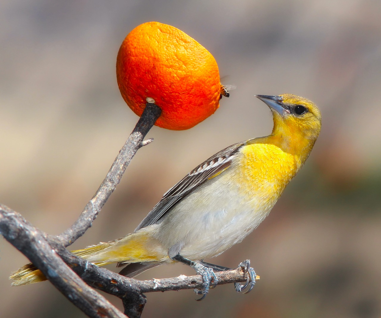 Oriole, Paukštis, Laukinė Gamta, Makro, Iš Arti, Spalvos, Oranžinė, Medis, Filialas, Šakelė