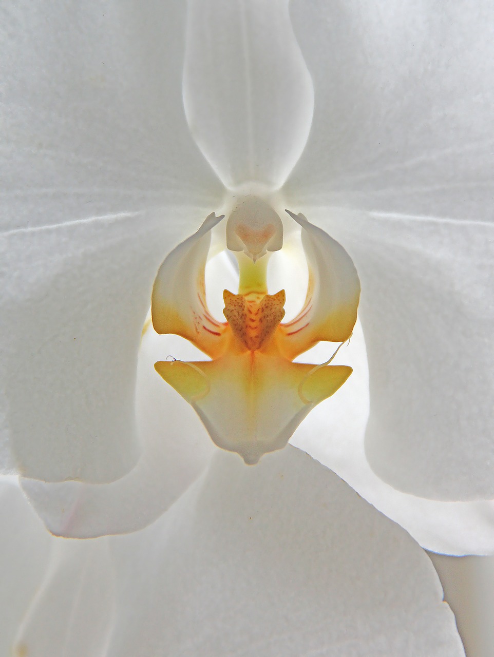 Orkide, Gėlė, Balta, Augalas, Orchidėja, Pasodintas Augalas, Nemokamos Nuotraukos,  Nemokama Licenzija