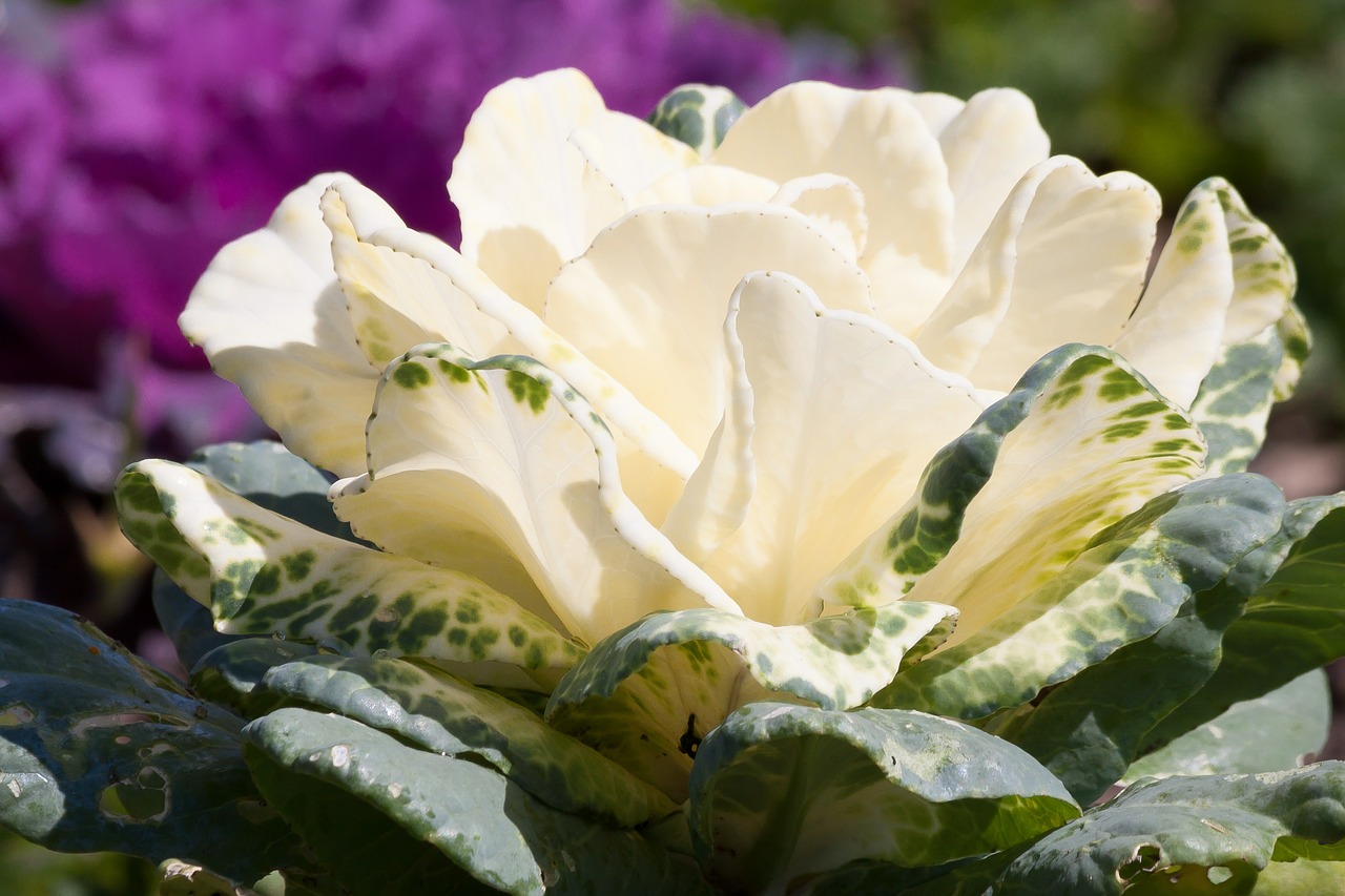 Dekoratyviniai Kopūstai, Brassica Oleracea, Kopūstai Žali, Kraus, Lapai, Žalias, Balta, Daržovės, Sveikas, Vitaminai