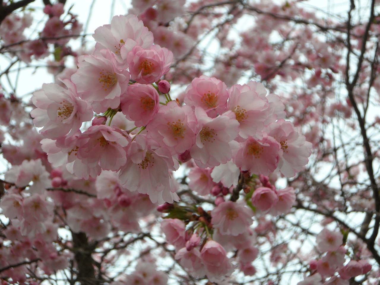 Ornamentinis Vyšnia, Vyšnių Žiedas, Japonų Vyšnios, Japonų Vyšnios, Japonų Žydinčių Vyšnių, Žydėti, Rožinis, Medis, Gėlių Žiedai, Pavasaris