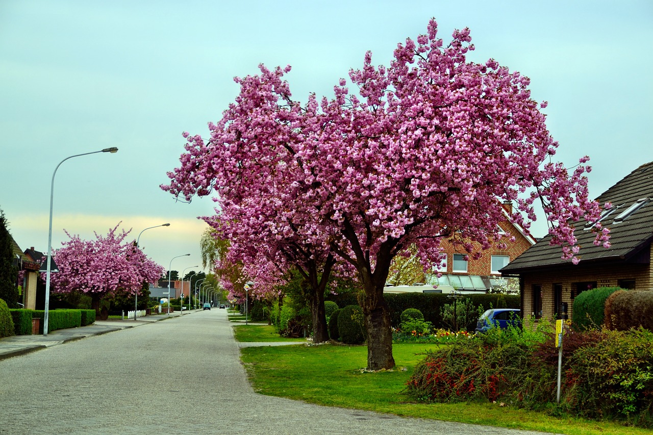 Ornamentinis Vyšnia, Kelias, Medis, Kaimynystėje, Padalinys, Gyvenamasis Plotas, Žiedas, Pavasaris, Nemokamos Nuotraukos,  Nemokama Licenzija