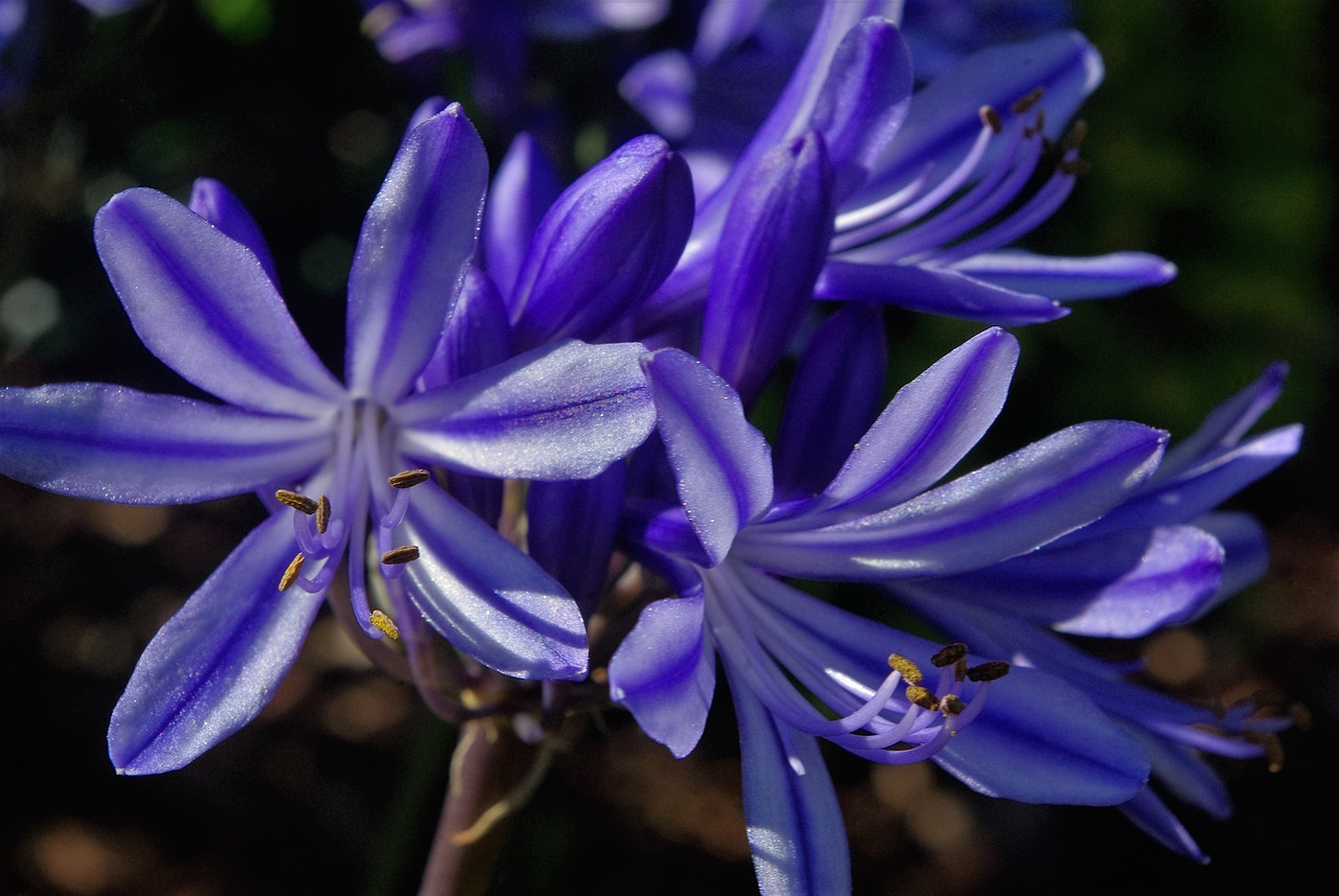 Dekoratyvinis Svogūnas, Augalas, Sodas, Mėlynas, Violetinė, Sodo Augalas, Gamta, Uždaryti, Rožinis, Sėklos Buvo