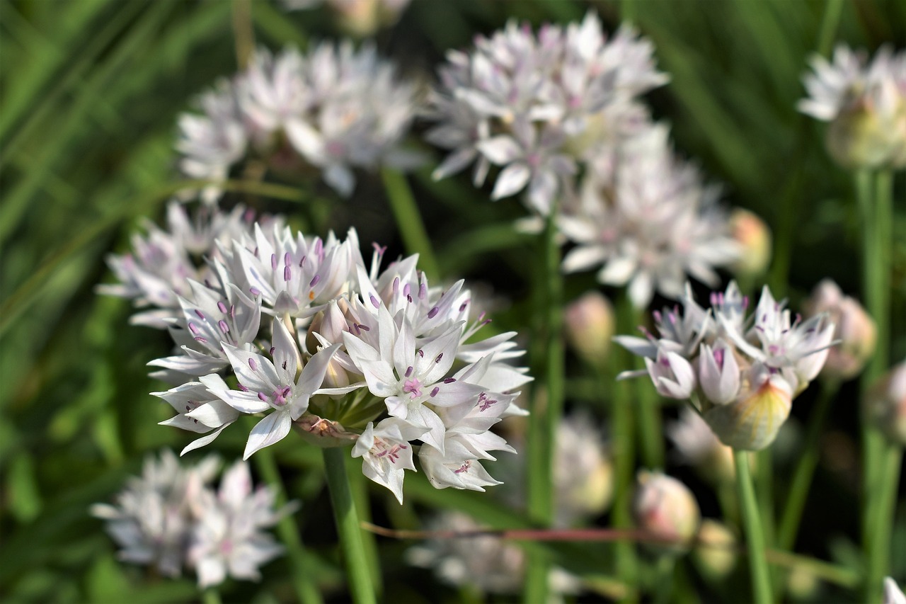 Dekoratyvinis Svogūnas, Balta, Žiedas, Žydėti, Gėlė, Gamta, Sodas, Schnittblume, Augalas, Uždaryti