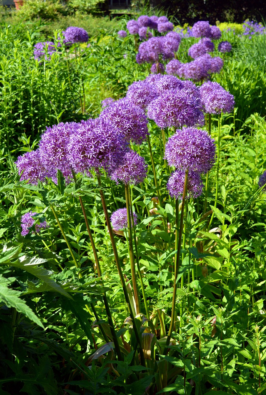 Dekoratyvinis Svogūnas, Anksti, Violetinė, Gamta, Allium, Violetinė, Svogūnėlė, Sphaerocephalon, Žiedas, Žydėti