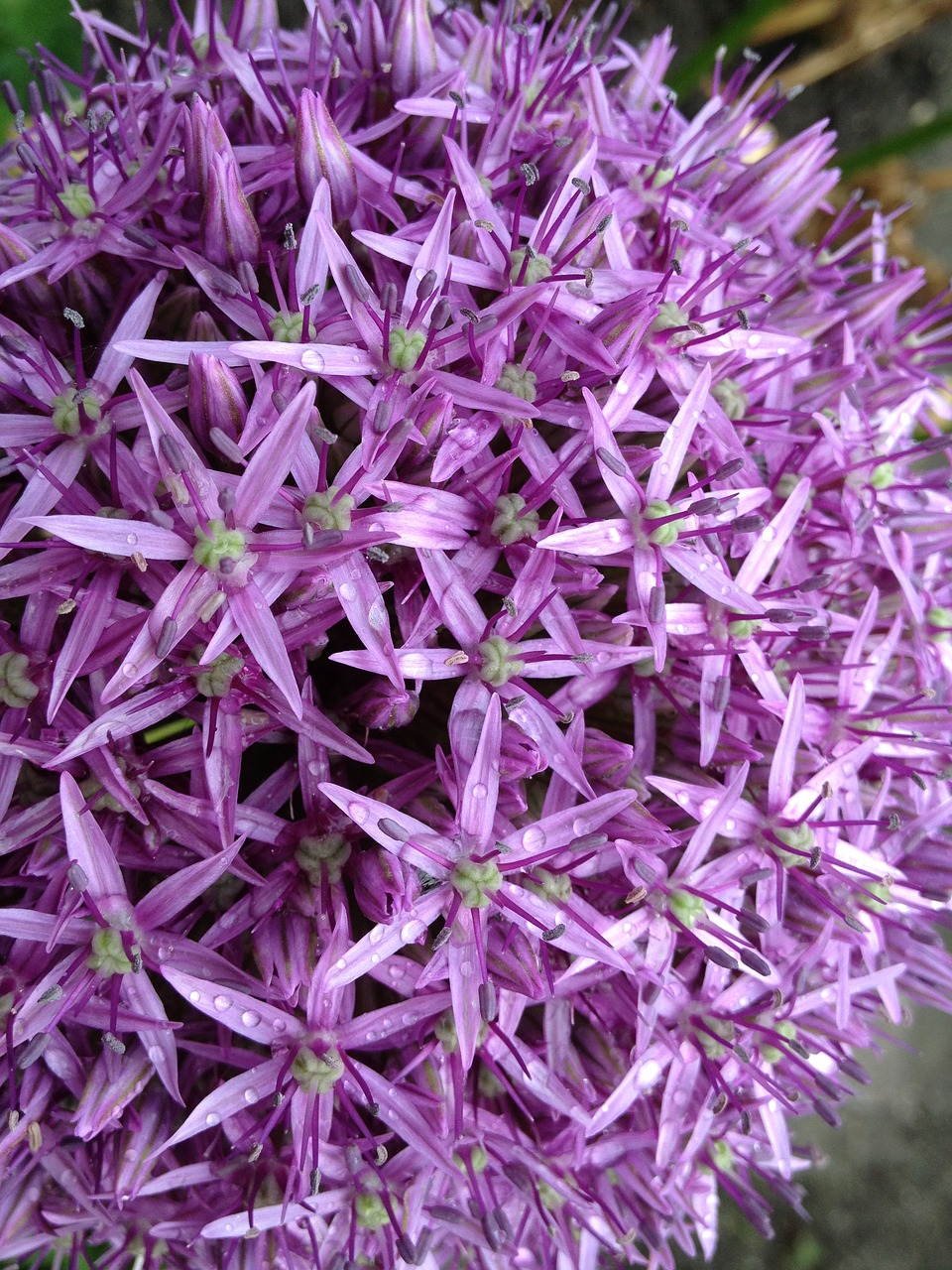 Dekoratyvinis Svogūnas, Anksti, Gėlė, Sodas, Rutulys, Žiedas, Žydėti, Violetinė, Violetinė, Nemokamos Nuotraukos