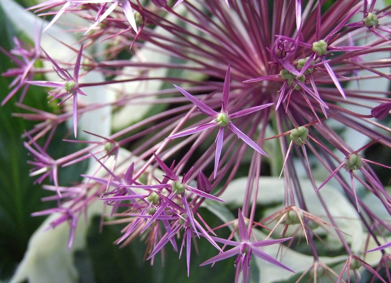 Dekoratyvinis Svogūnas, Žiedas, Žydėti, Augalas, Gėlė, Pavasaris, Violetinė, Rožinis, Allium, Sodo Augalas