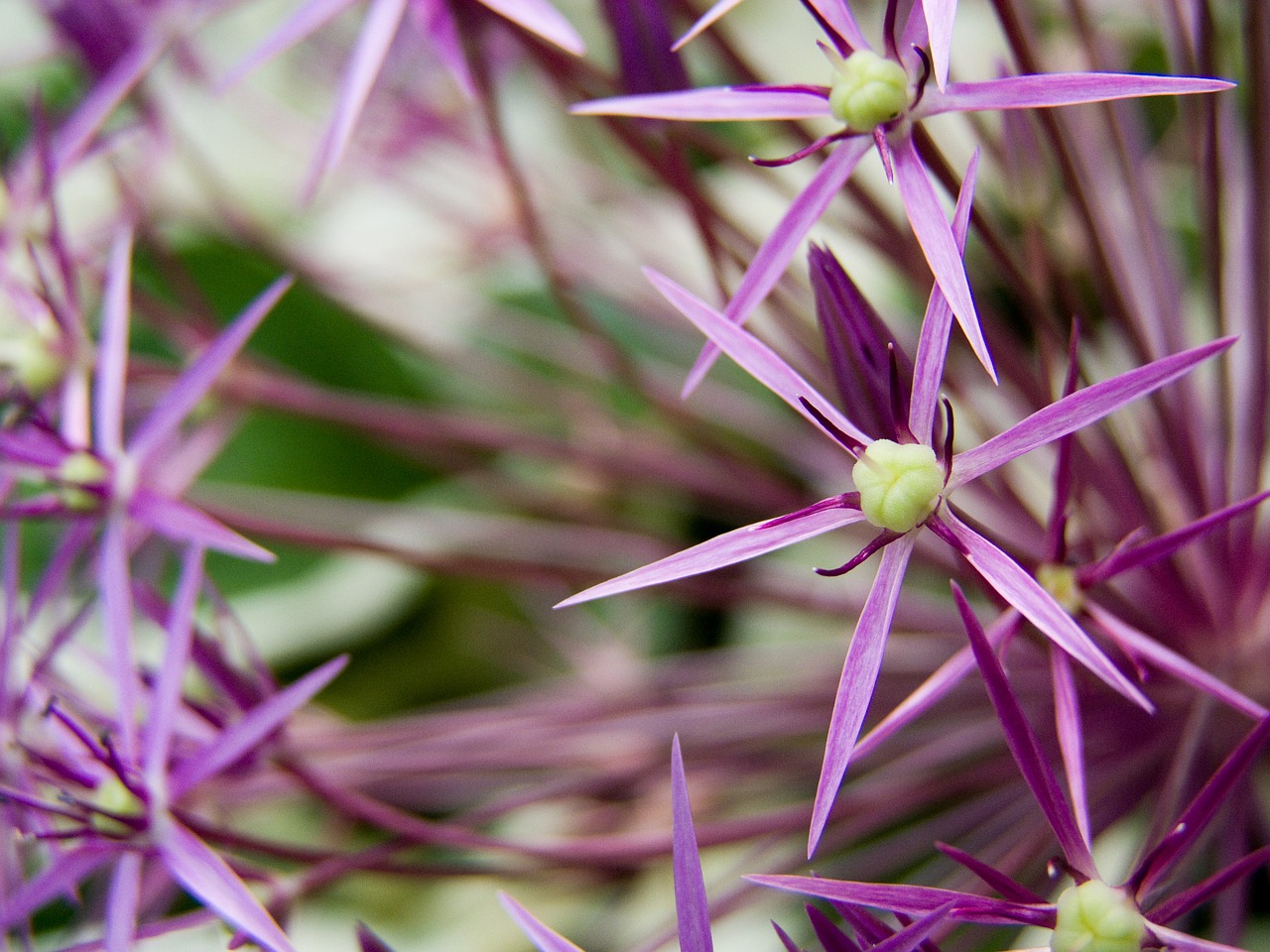 Dekoratyvinis Svogūnas, Žiedas, Žydėti, Dalis Gėlės, Augalas, Gėlė, Pavasaris, Violetinė, Rožinis, Allium