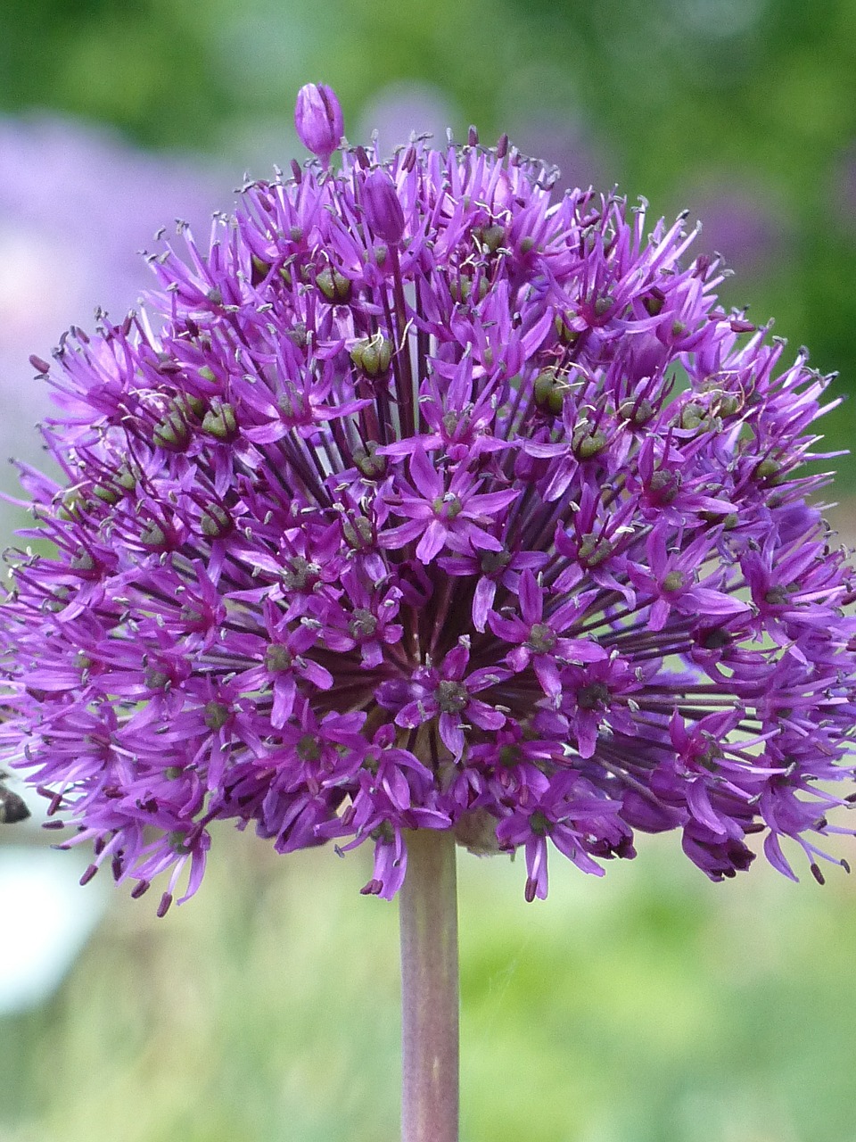 Dekoratyvinis Svogūnas, Allium, Violetinė, Pavasaris, Žiedas, Žydėti, Gėlė, Augalas, Sodo Augalas, Gėlių Kamuolys