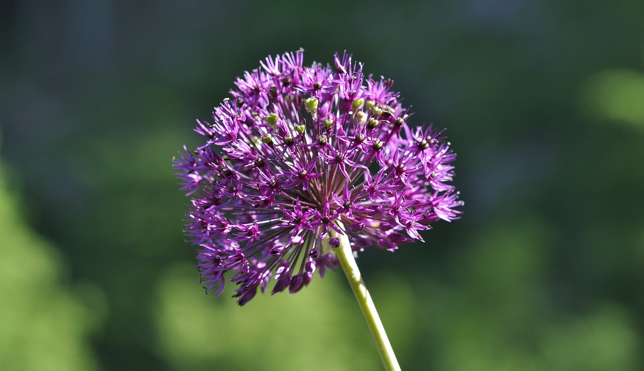 Dekoratyvinis Svogūnas, Kamuoliukas, Violetinė, Gėlė, Žiedas, Žydėti, Augalas, Sodas, Gamta, Uždaryti