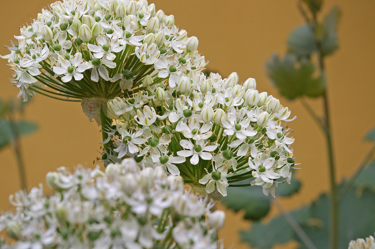 Dekoratyvinis Svogūnas,  Porai,  Gėlių Rutuliai,  Kamuoliukas,  Schnittblume,  Gėlių Kamuolys,  Gėlė,  Sodas,  Flora,  Augalas