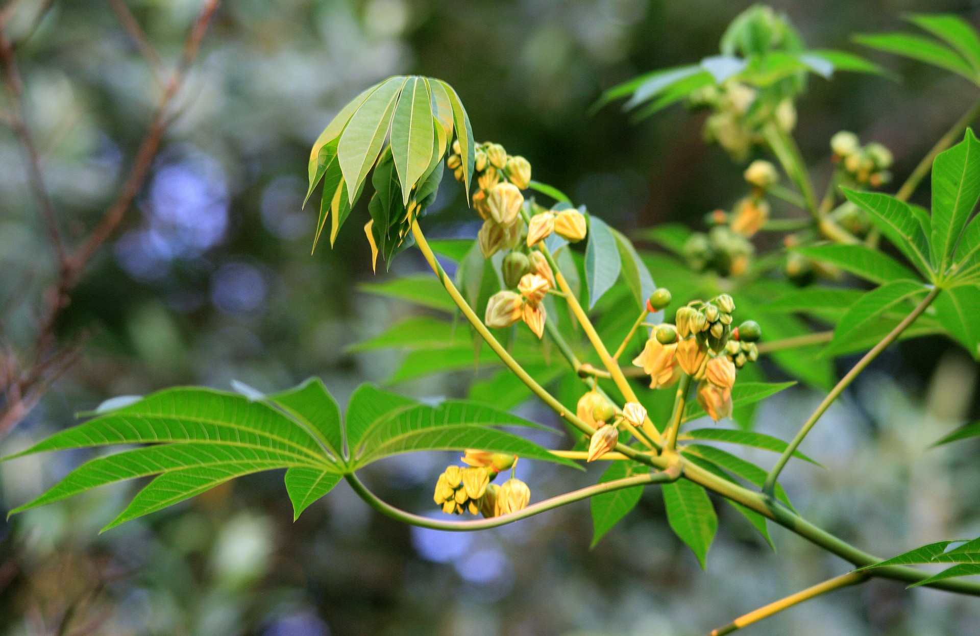 Medis,  Pawpaw,  Dekoratyvinis,  Lapai,  Rankos & Nbsp,  Formos,  Dekoratyvinis Lapinės Medis, Nemokamos Nuotraukos,  Nemokama Licenzija