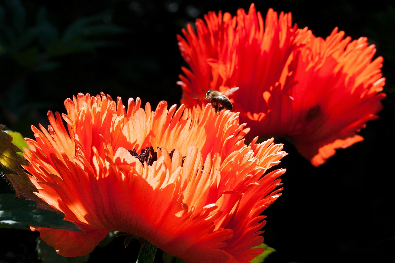 Ornamentinės Aguonos, Pusiau Rozetės Gamykla, Gėlė, Gamta, Flora, Pavasaris, Žiedas, Žydėti, Dekoratyvinis Augalas, Raudona