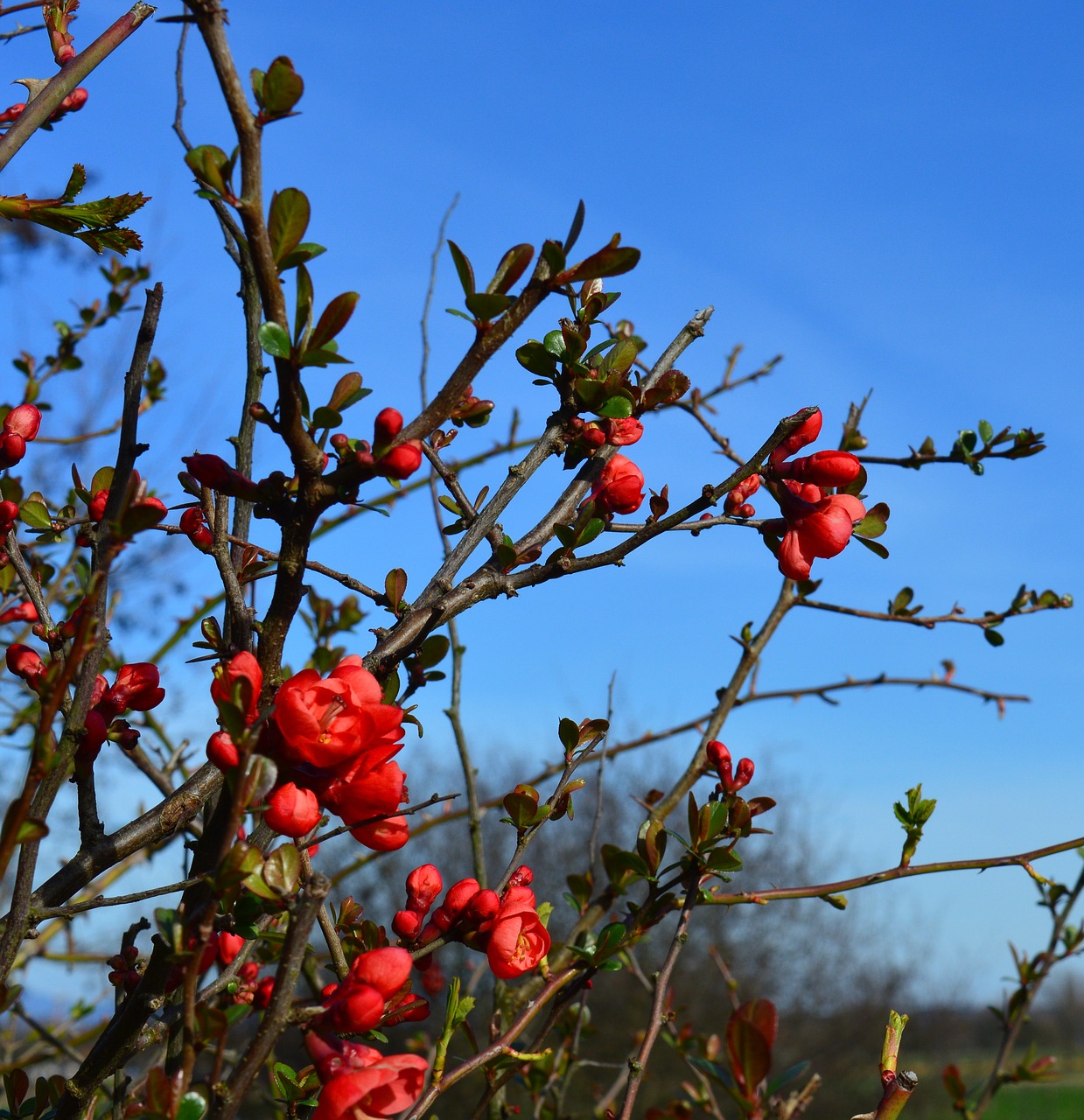 Dekoratyviniai Aksesuarai, Japonų Dekoratyvinės Auksinės, Krūmas, Chaenomeles Japonica, Gėlės, Filialas, Raudona Oranžinė, Uždaryti, Makro, Pavasaris