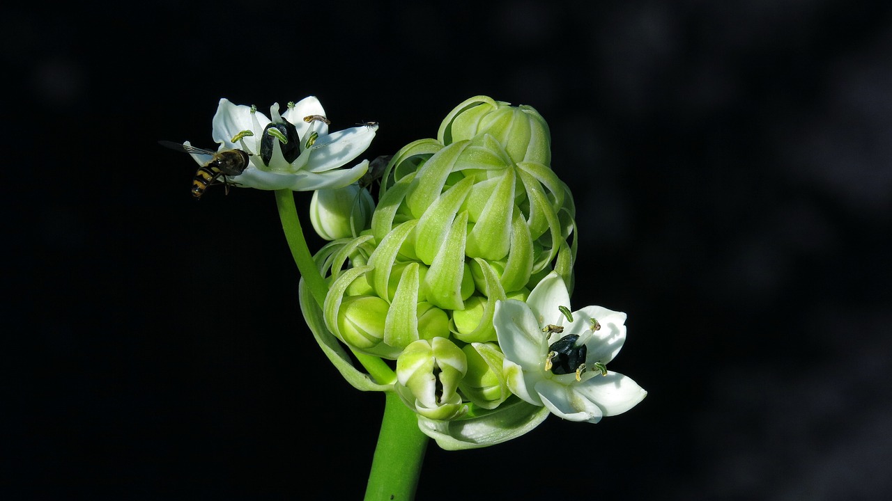 Ornitoliginis Galium,  Pieno Žvaigždės,  Saundersiae,  Baltas Žiedas,  Užveskite Skristi,  Pobūdį,  Vabzdys,  Iš Arti,  Žiedas,  Žydi