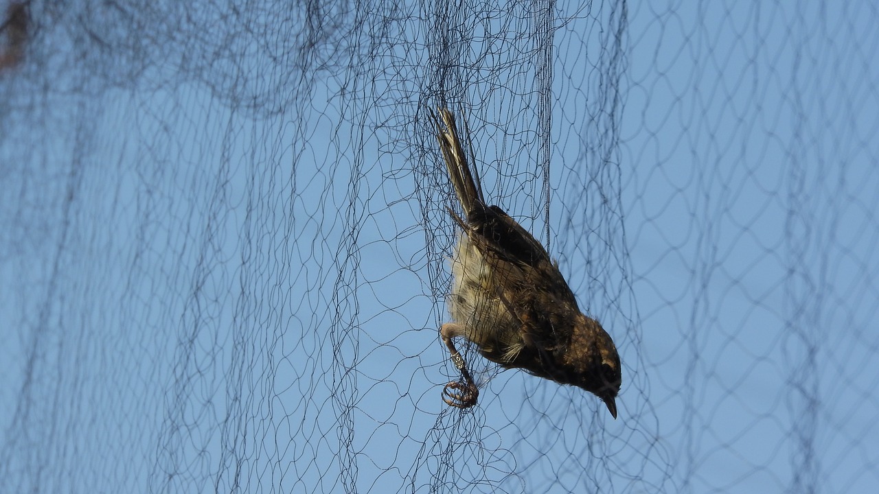 Ornitologijos,  Sugauti Paukštį,  Paukštis Į Vartus,  Ornitoloģija Tinklo,  Tinklo Paukščiams,  Songbird,  Sugauti,  Spąstai, Nemokamos Nuotraukos,  Nemokama Licenzija