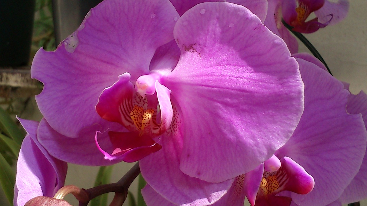 Orquidea, Gėlė, Gamta, Nemokamos Nuotraukos,  Nemokama Licenzija