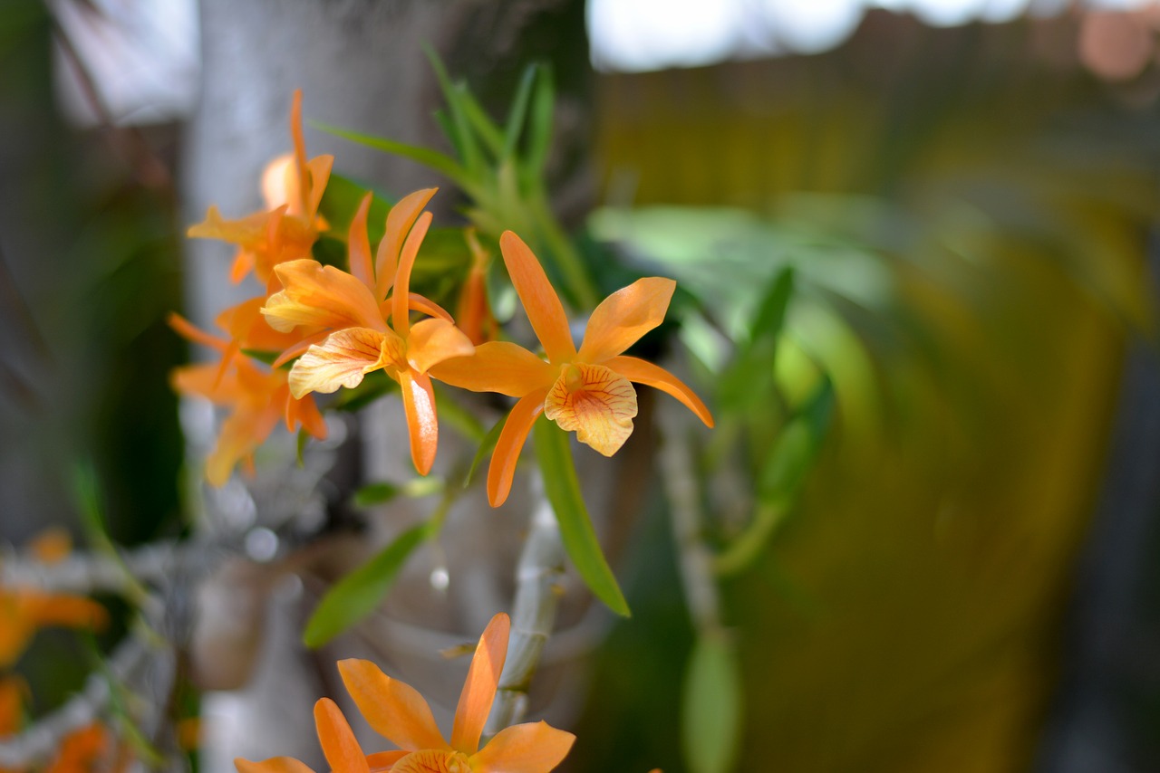 Orquidea, Oranžinė Gėlė, Gamta, Augalas, Nemokamos Nuotraukos,  Nemokama Licenzija