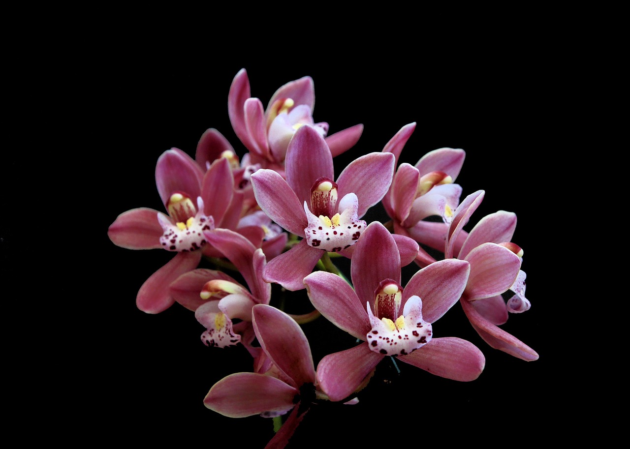 Orquidea, Gėlė, Cimbindiumas, Nemokamos Nuotraukos,  Nemokama Licenzija