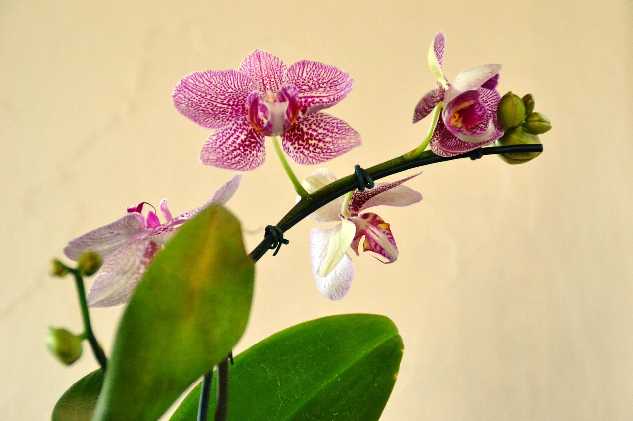 Orquidea,  Gėlė,  Pobūdį,  Augalų,  Orchidėjų,  Gėlės,  Egzotiškas,  Violetinė,  Sodas,  Gražus