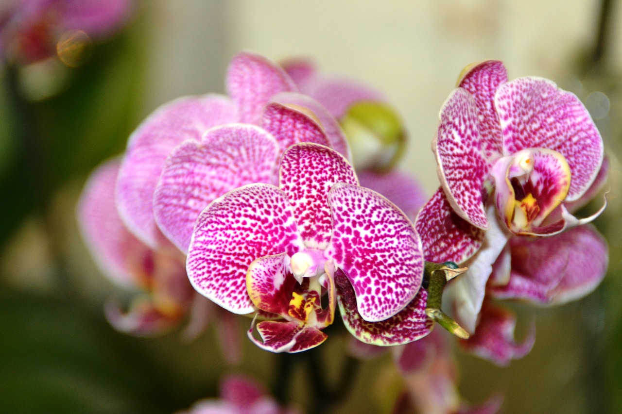 Orquideas,  Gėlė,  Floros,  Pobūdį,  Orchidėjų,  Tropical,  Egzotiškas,  Violetinė,  Klestėti,  Spalva