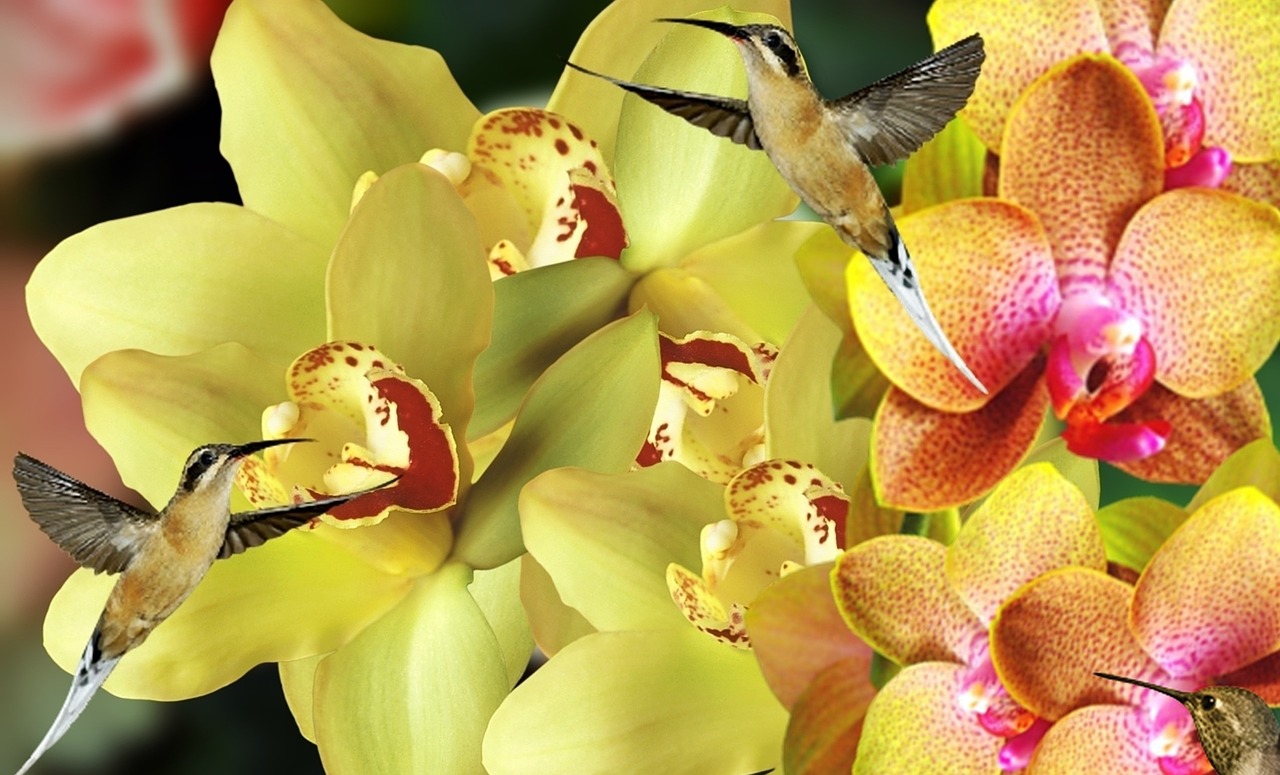 Orquideas, Gėlės, Sodas, Augalas, Gamta, Orchidėjos, Pavasaris, Violetinė Orchidėja, Geltona, Orchidinė Rožinė