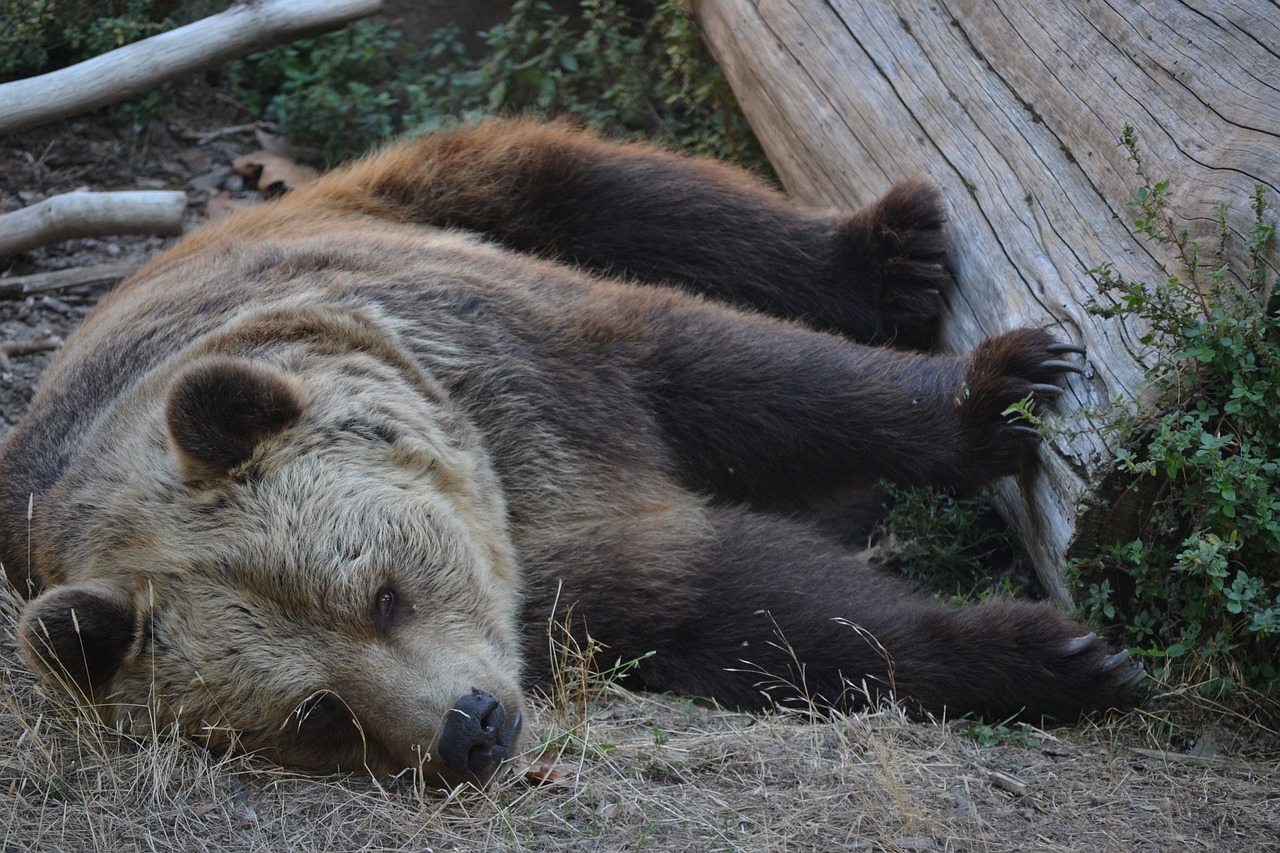 Arba Taip, Zoologijos Sodas, Miegoti, Gyvūnai, Gyvūnas, Plaukuotas, Gamta, Nemokamos Nuotraukos,  Nemokama Licenzija