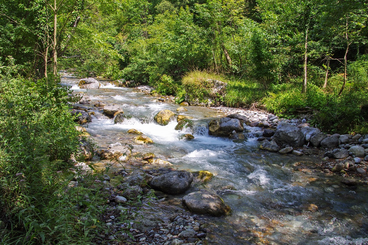 Orsomarso, Kalabrija, Torrent, Argentino Srovė, Vanduo, Miškas, Medžiai, Srautas, Į Mišką, Gamta