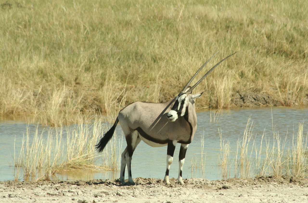 Oryx, Antilopė, Namibija, Ganymo Antilopė, Nemokamos Nuotraukos,  Nemokama Licenzija