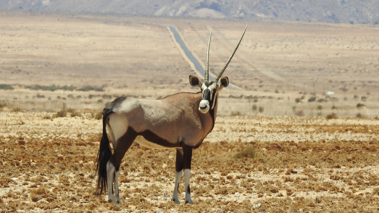 Oryx, Gyvūnas, Dykuma, Afrika, Safari, Ragai, Žinduolis, Nemokamos Nuotraukos,  Nemokama Licenzija