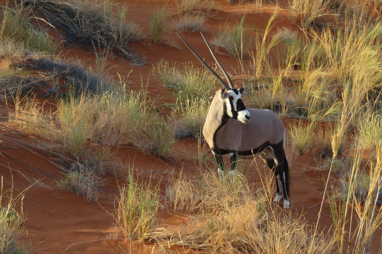Oryx, Gyvūnas, Afrika, Namibija, Kopos, Smėlis, Savana, Gamta, Antilopė, Ilgai