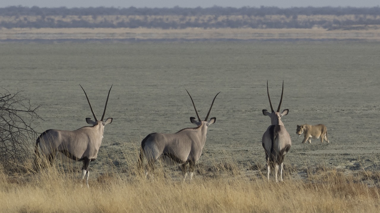 Oryx, Liūtas, Namib Dykuma, Laukiniai Gyvūnai, Dykuma, Laukiniai, Gamta, Sausas, Nemokamos Nuotraukos,  Nemokama Licenzija