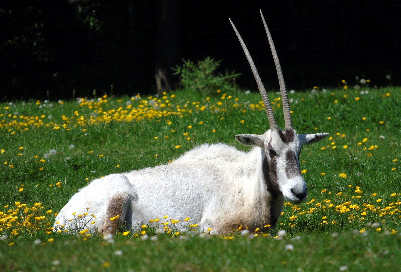 Oryx,  Gyvūnas,  Gyvūnijos,  Afrikoje,  Laukinių,  Pobūdį,  Antilopė,  Žinduolis,  Parkas,  Safari