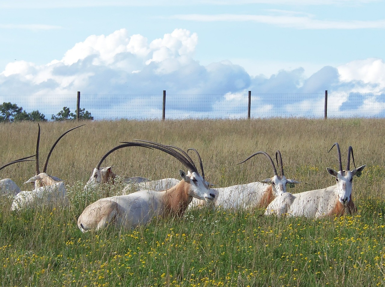 Oryx, Violetinė Ragana Oryka, Laukiniai Gyvūnai, Nykstantis, Ragai, Antilopė, Laukinė Gamta, Afrikos, Safari, Bandas