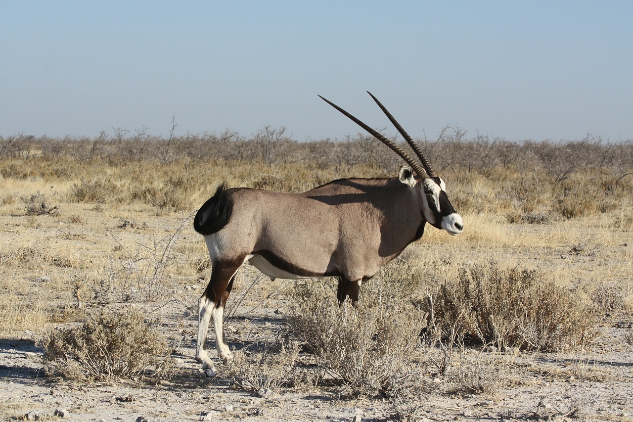 Oryx, Antilopė, Gyvūnas, Namibija, Afrika, Nemokamos Nuotraukos,  Nemokama Licenzija