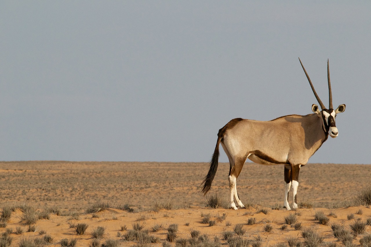 Oryx,  Antilopė,  Laukinė Gamta,  Gyvūnas,  Afrika,  Žinduolis,  Laukiniai,  Safari,  Gazelė,  Ragai