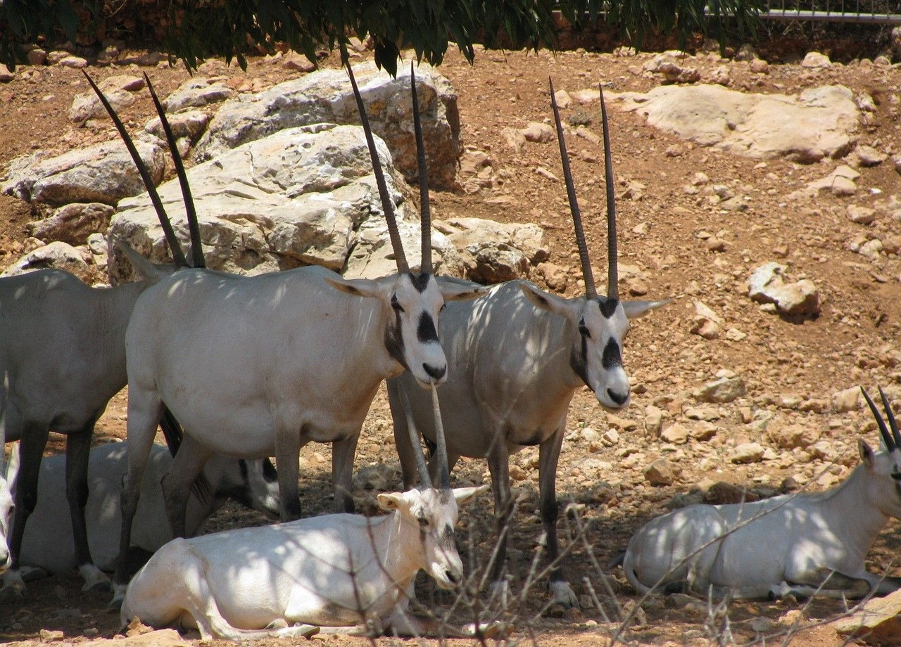 Oryx, Antilopė, Afrika, Laukiniai, Orykso Antilopė, Gyvūnas, Nemokamos Nuotraukos,  Nemokama Licenzija