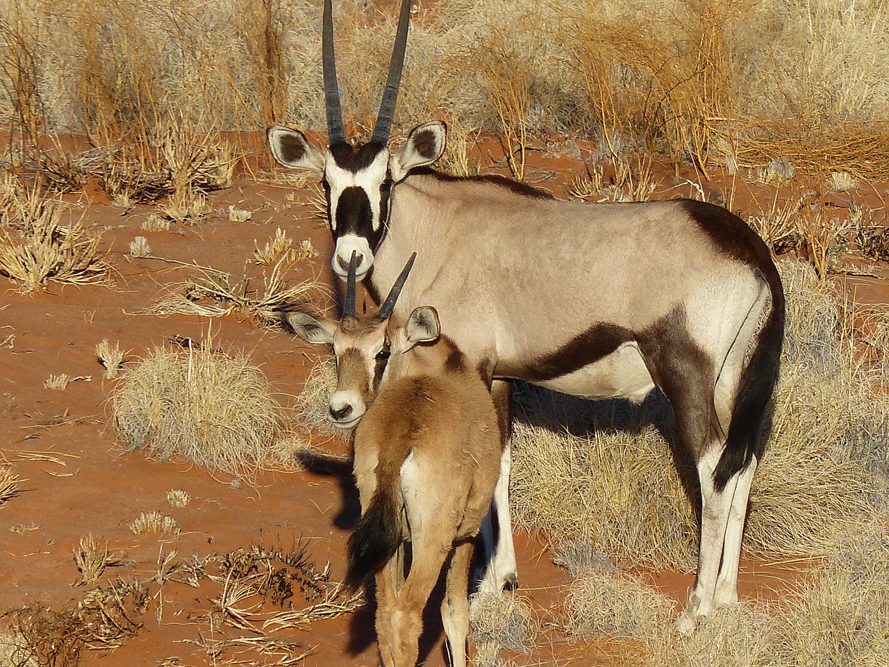 Oryx, Antilopė, Namibija, Laukiniai, Nemokamos Nuotraukos,  Nemokama Licenzija