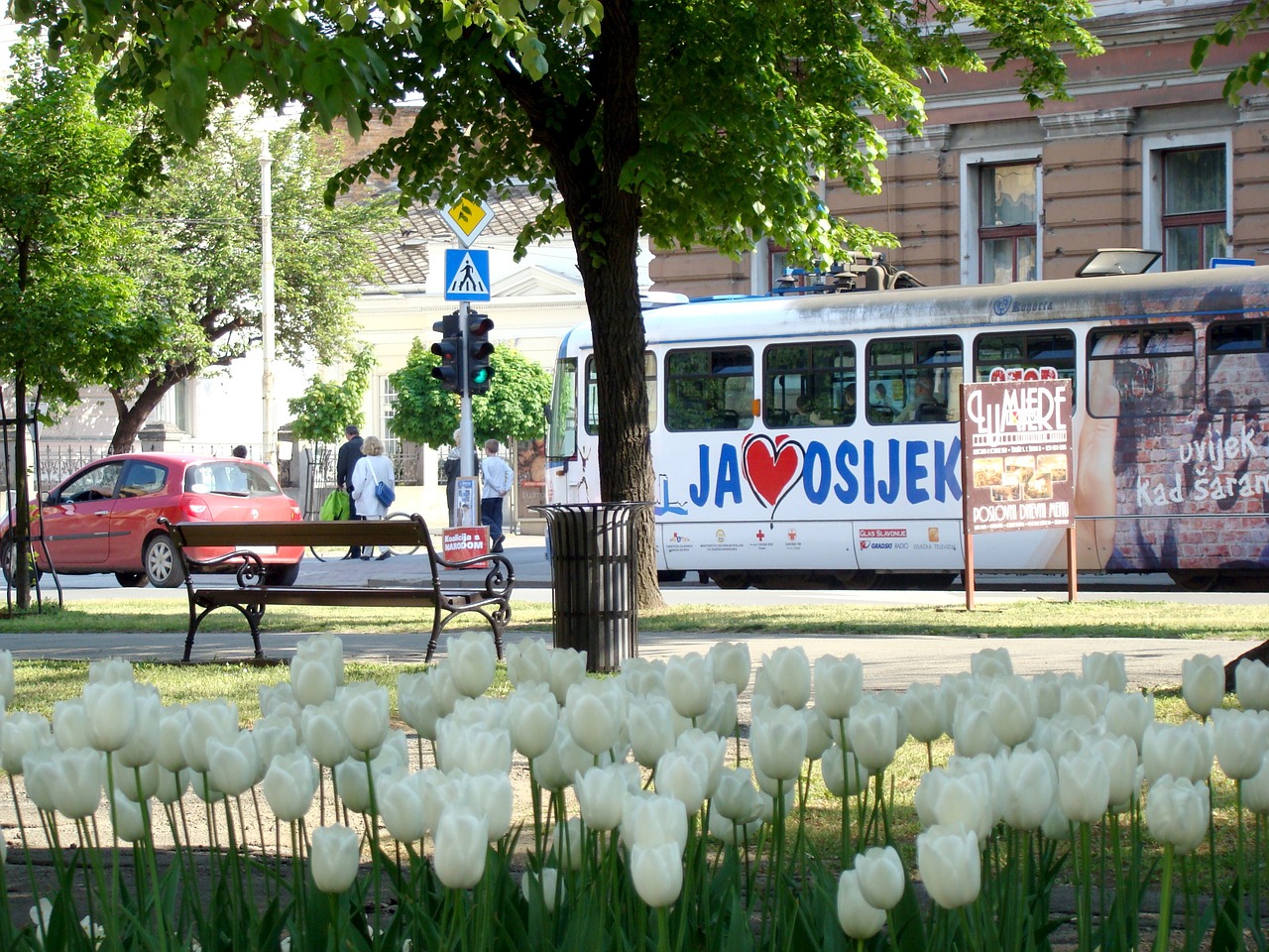 Osijek, Kroatija, Tramvajus, Miestas, Gatvė, Tulpės, Tramvajus, Nemokamos Nuotraukos,  Nemokama Licenzija