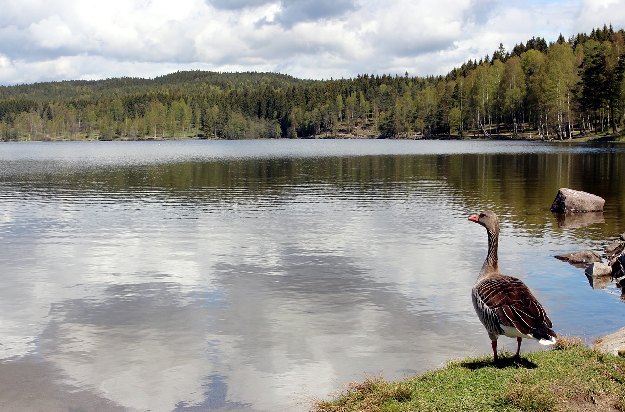 Oslo, Nordmarka, Sognsvann, Visitoslo, Poilsis, Romantika, Norvegija, Ežeras, Alexandra Gutthenbach-Lindau, Vanduo