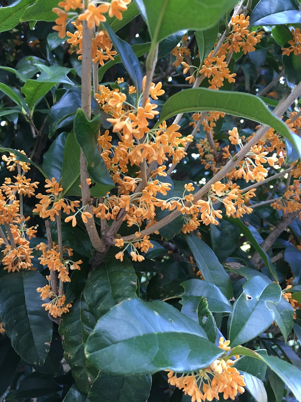 Osmanthus, Rudens Gėlės, Pilnai Žydėti, Nemokamos Nuotraukos,  Nemokama Licenzija