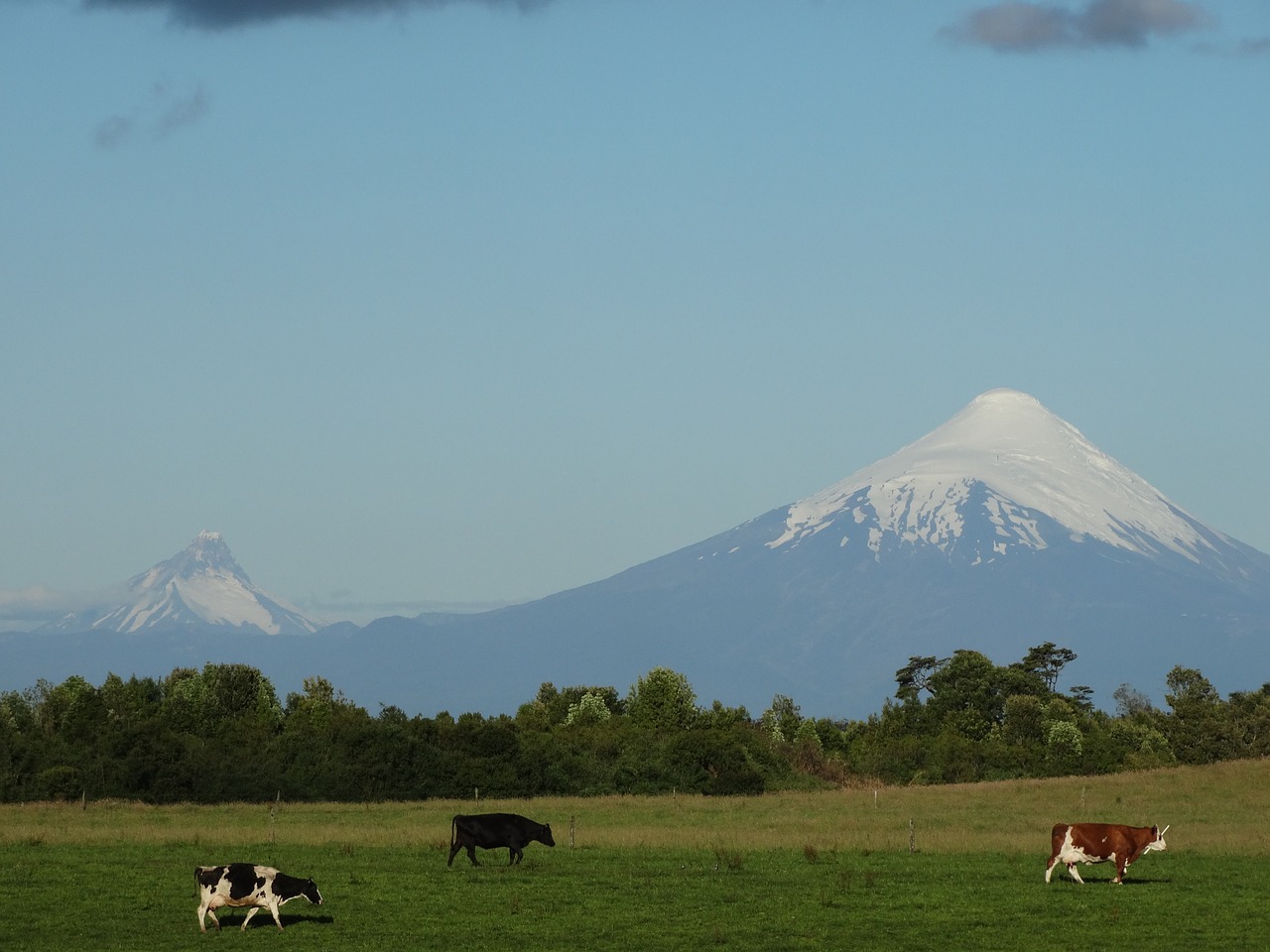Osorno Vulkanas, Karvė, Laukas, Prairie, Kraštovaizdis, Toro, Gyvūnas, Ganyklos, Veršiena, Kalnas