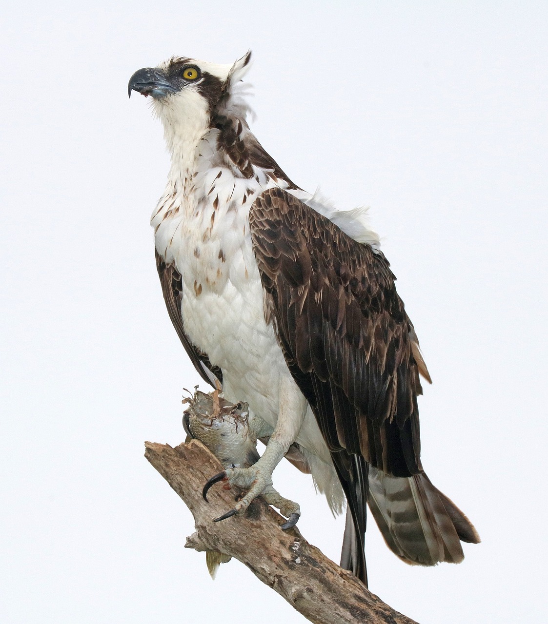 Osprey, Sustingęs, Raptoras, Paukštis, Gamta, Laukiniai, Portretas, Plunksnos, Dangus, Didingas