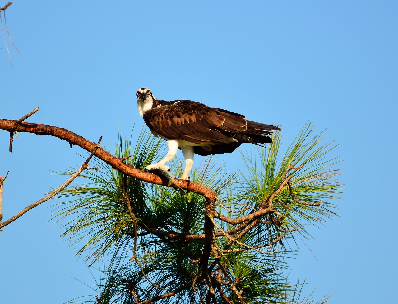 Osprey, Paukštis, Laukinė Gamta, Grobis, Skraidantis, Gamta, Laukiniai, Raptoras, Vanagas, Plėšrūnas