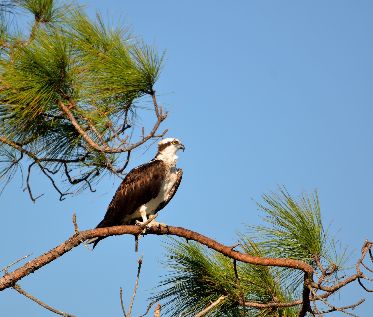 Osprey, Laukinė Gamta, Paukštis, Paukštis, Gyvūnas, Raptoras, Gamta, Laukiniai, Skrydis, Vanagas