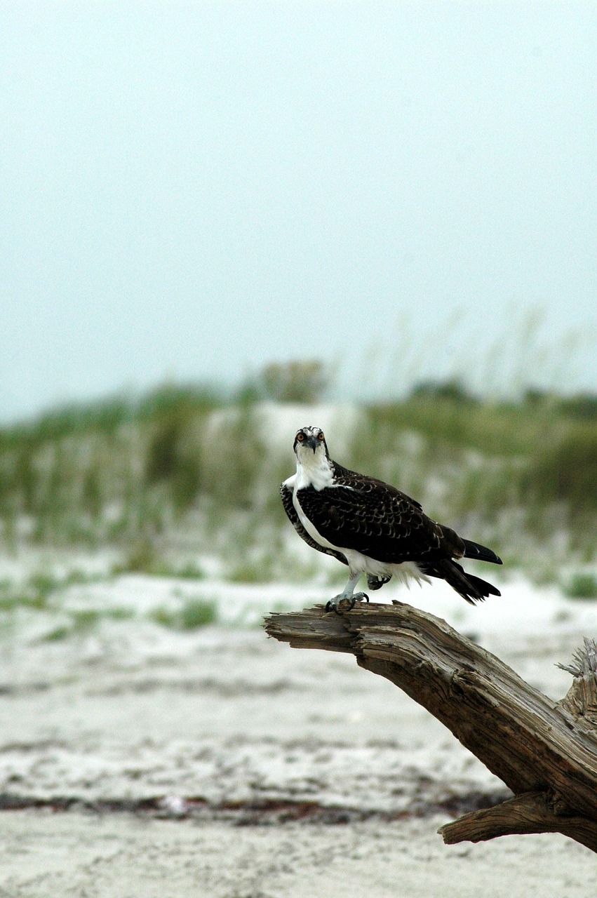 Osprey, Sustingęs, Raptoras, Paukštis, Gamta, Laukiniai, Portretas, Plunksnos, Didingas, Plėšrūnas